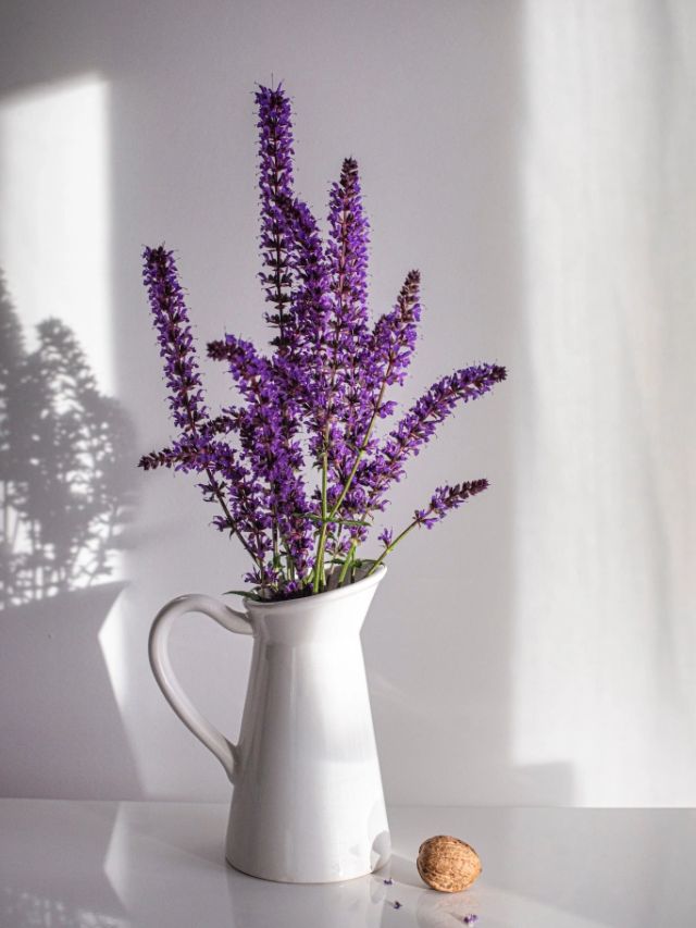 Plantas que NÃO PRECISAM DE ÁGUA