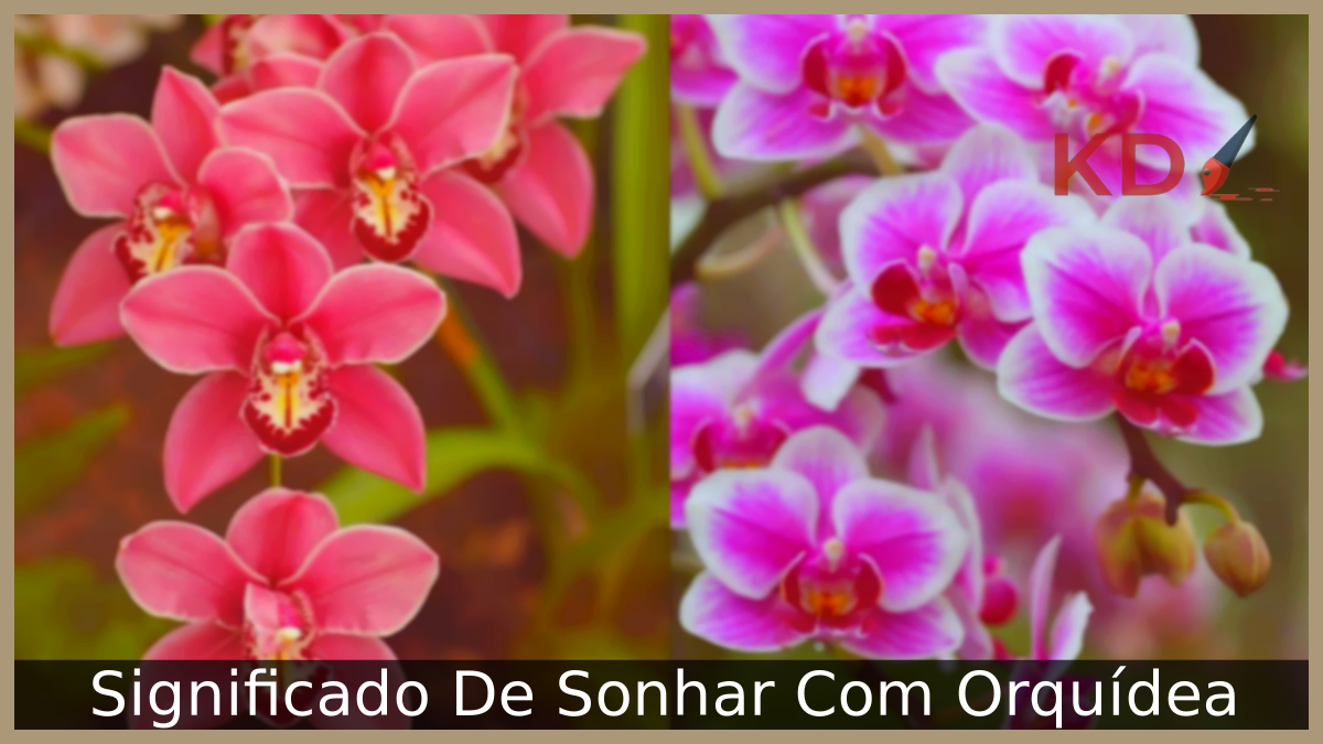 Sonhar Com Orquídea