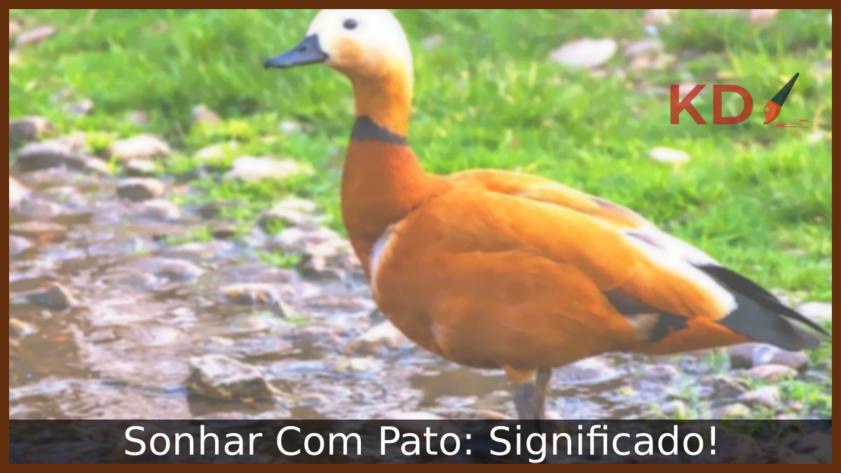 Sonhar Com Pato: Significado!