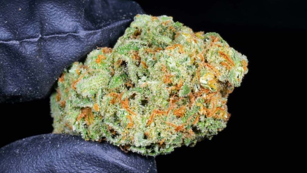 Sonhar Com Maconha