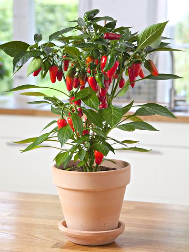 9 SEGREDOS infalíveis para CULTIVAR PIMENTAS a partir das SEMENTES!
