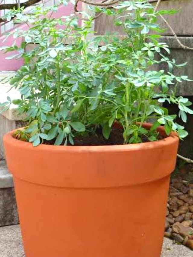 Como Plantar e Cuidar de Arruda no vaso