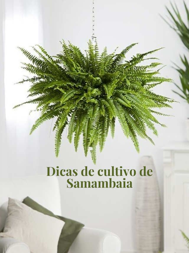 Dicas de cultivo de Samambaia
