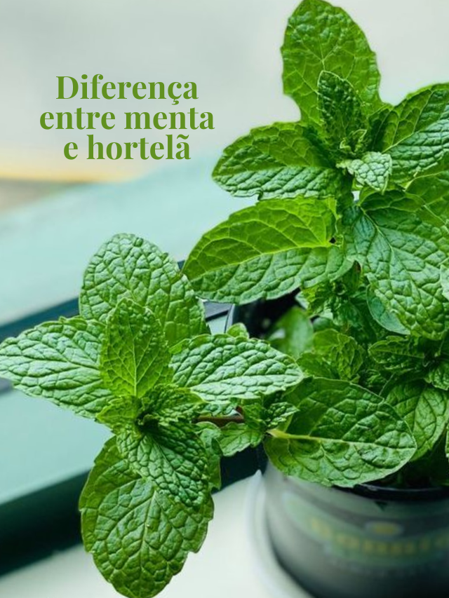 Diferença entre menta e hortelã