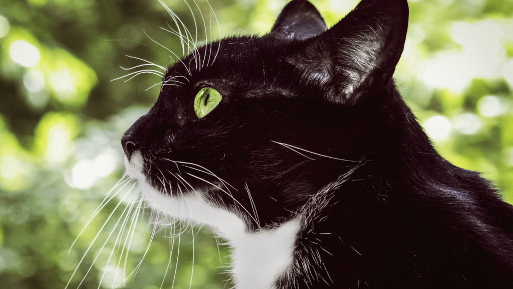Gatinho preto e branco