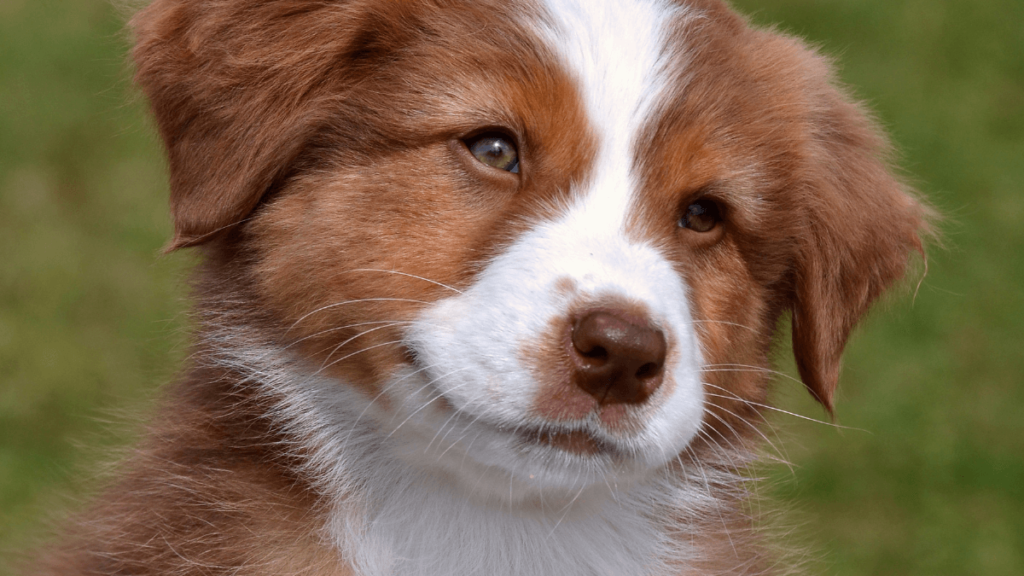 Nomes criativos para cachorro masculino, MAIS DE 500 opções incríveis! 1 Cachorro Masculino branco e marrom