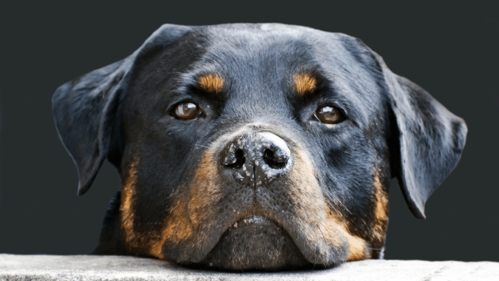 Nomes de cachorro masculino chique, cachorro preto