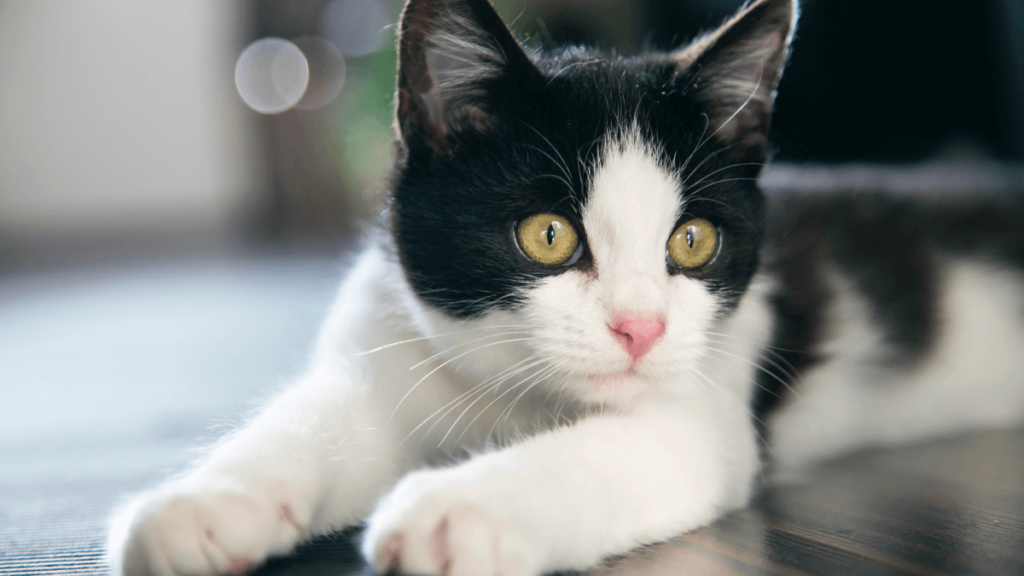 Nomes para gatos preto e branco