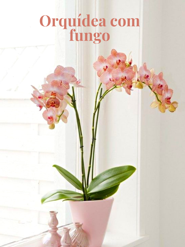 Orquídea com fungo: Como identificar e tratar? Vaso de orquídea