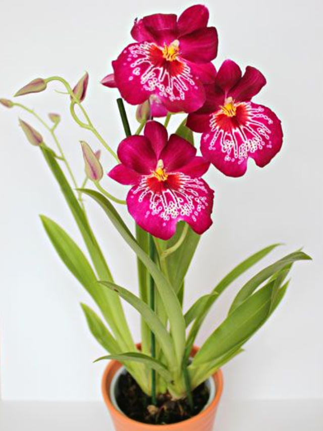 Orquídeas mais procuradas para cultivo em casa!