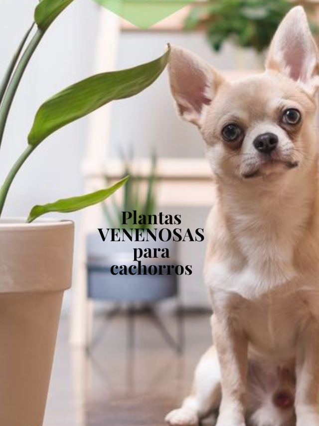 Plantas VENENOSAS para cachorros