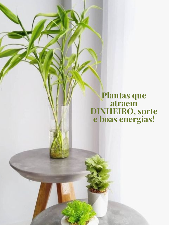 Plantas que atraem DINHEIRO, sorte e boas energias!