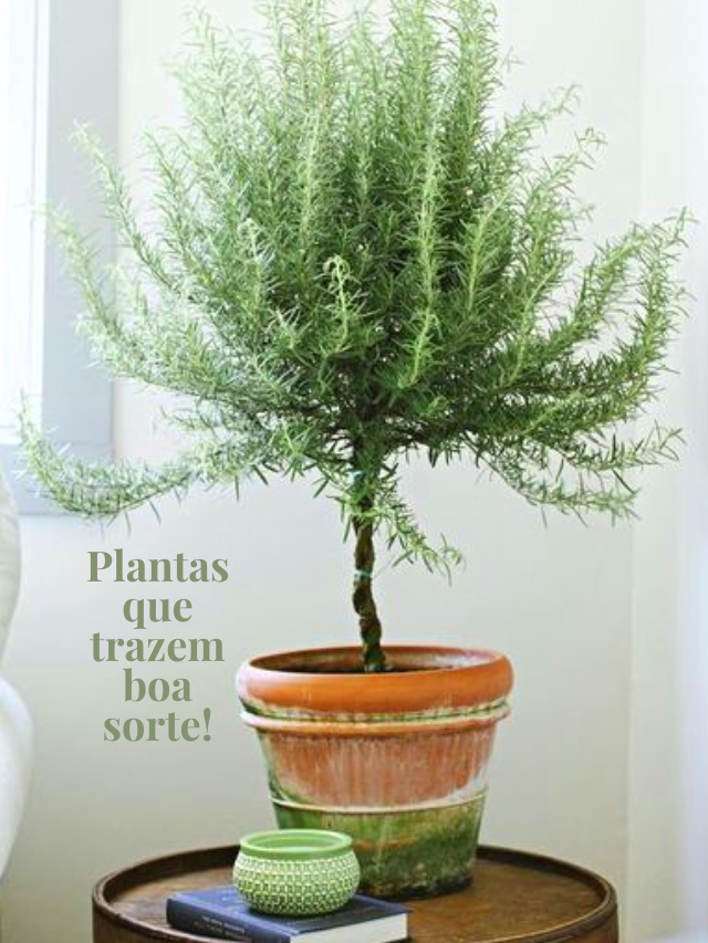 Plantas que trazem boa sorte!