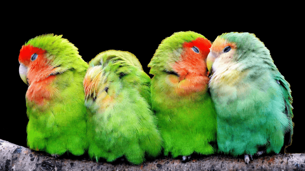 Significado De Sonhar Com Passarinhos Verdes