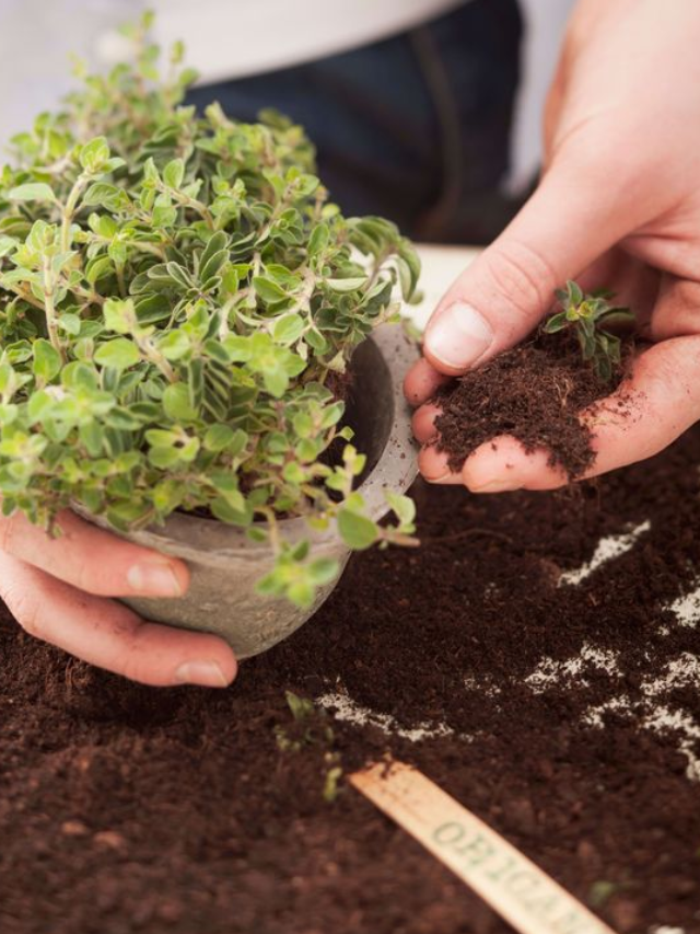 Temperos Ideias para Cultivar no Conforto da Sua Casa!