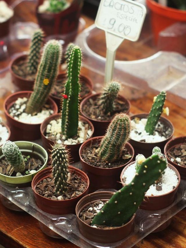 Como Cultivar Cactos em Casa