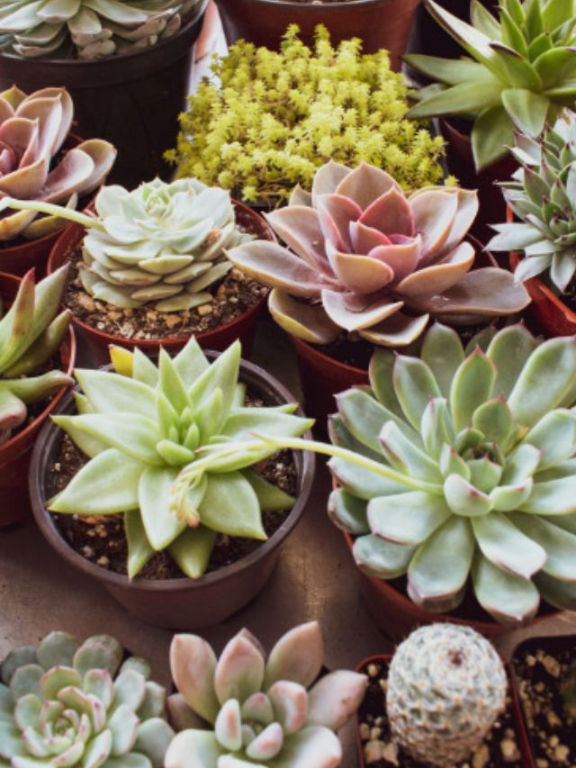 Dicas ESSENCIAIS de Como Cultivar Suculentas