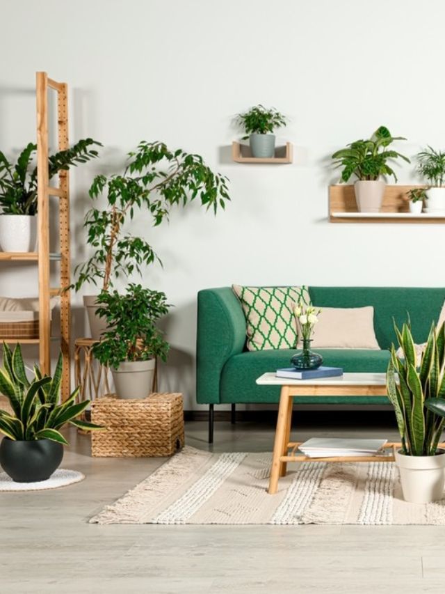 Plantas ideias para cultivo em apartamento