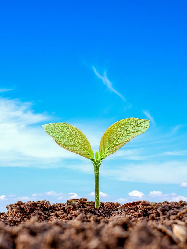 Sementes de CRESIMENTO RÁPIDO e FÁCEIS de CULTIVAR