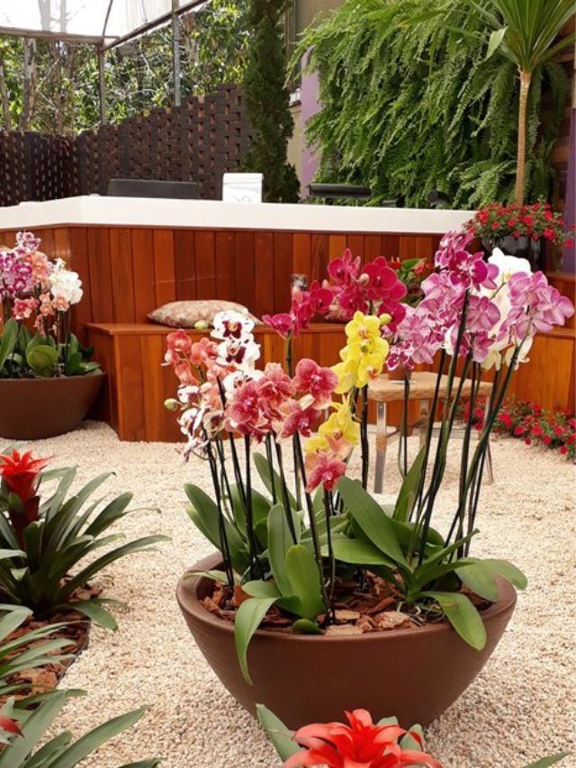 Qual o melhor VASO para PLANTAR ORQUÍDEAS