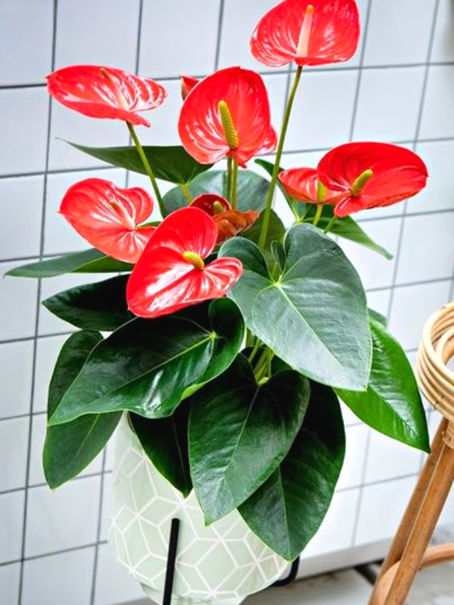 Antúrio como cultivar