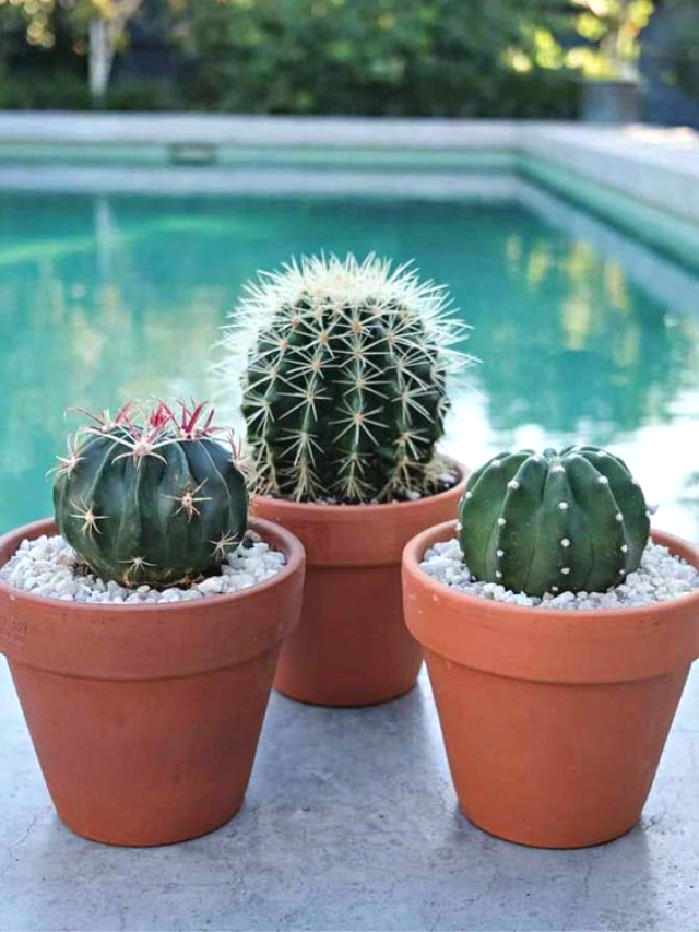 Como Plantar Cactos: Guia Completo Passo a Passo!