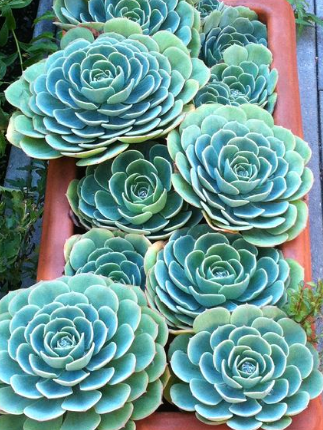 Gui completo sobre Suculenta Echeveria