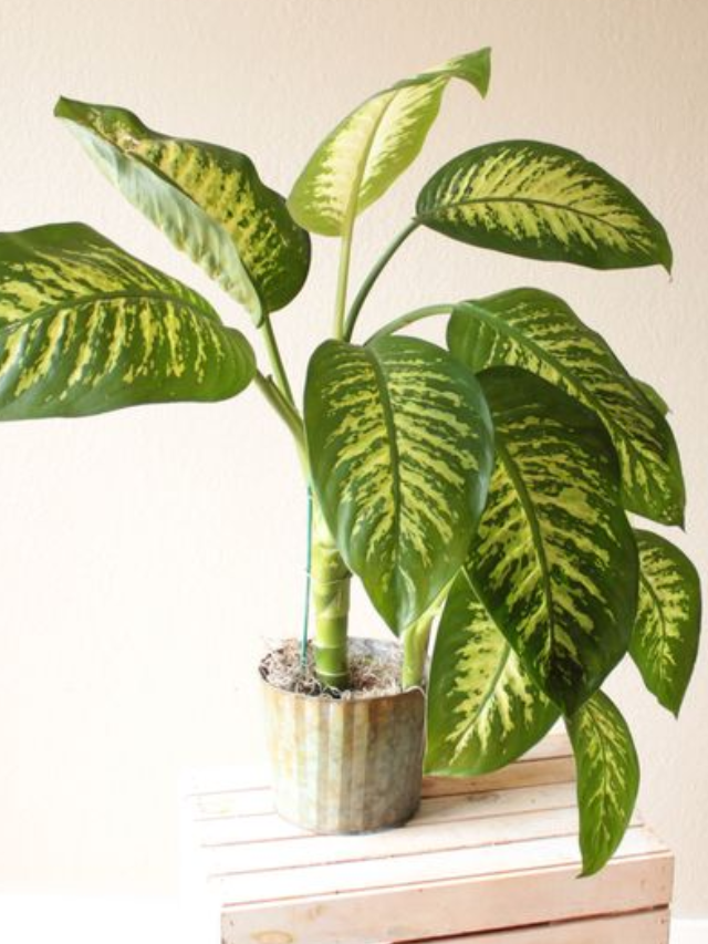 Planta comigo-ninguém-pode