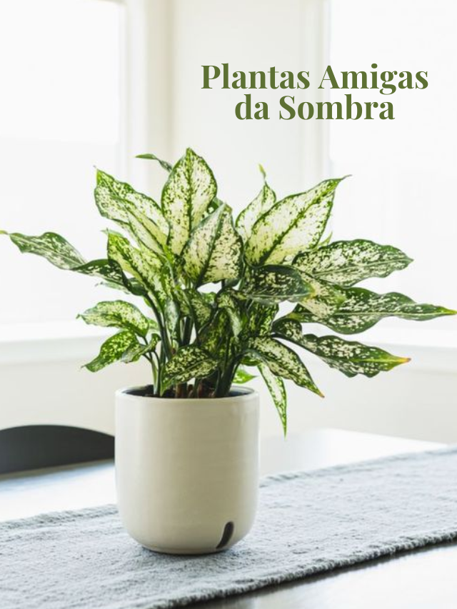 Plantas Amigas da Sombra