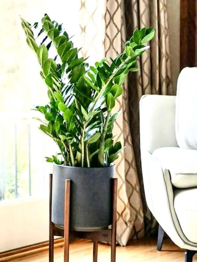Plantas para ambientes fechados