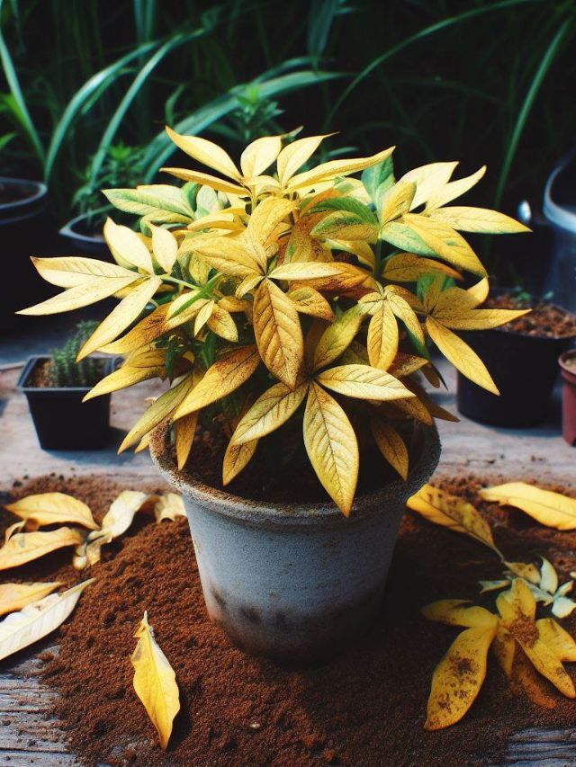 Como EVITAR FOLHAS AMARELADA nas plantas