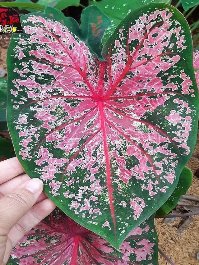plantas com folhas ROSAS