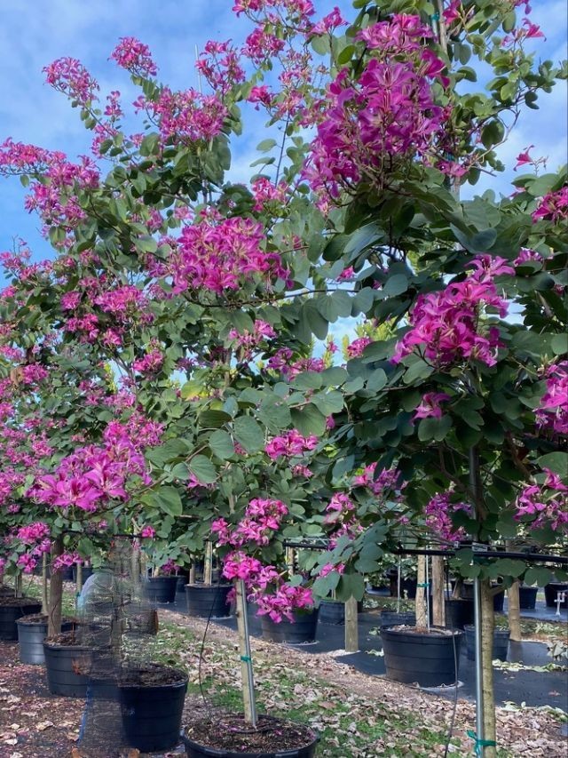 PLANTAS QUE CRESCEM RÁPIDO