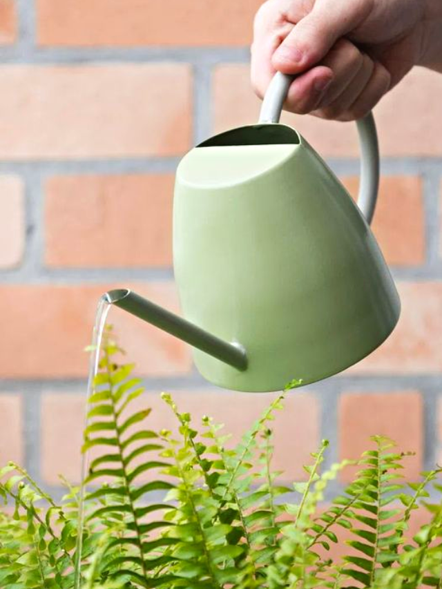 Como cuidar de plantas ornamentais: Veja dicas!