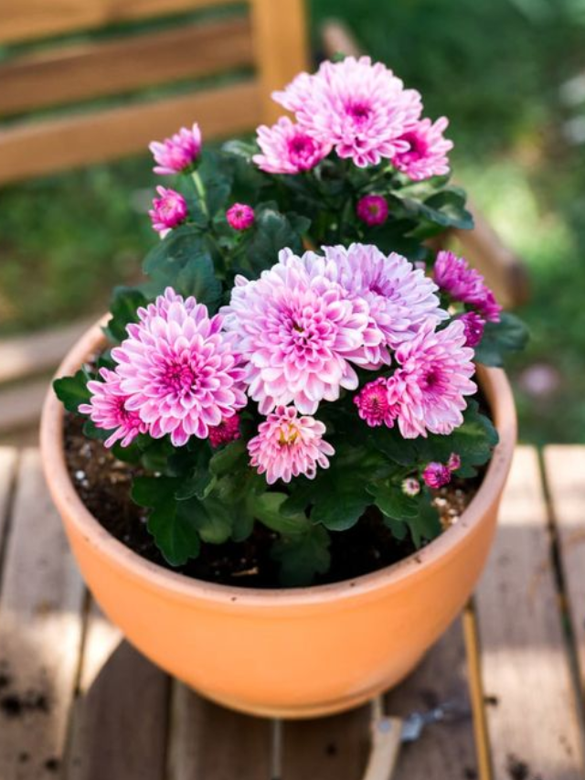 Como cultivar flores em casa: Dicas incríveis!