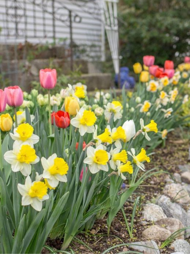 Como fazer um jardim de verão