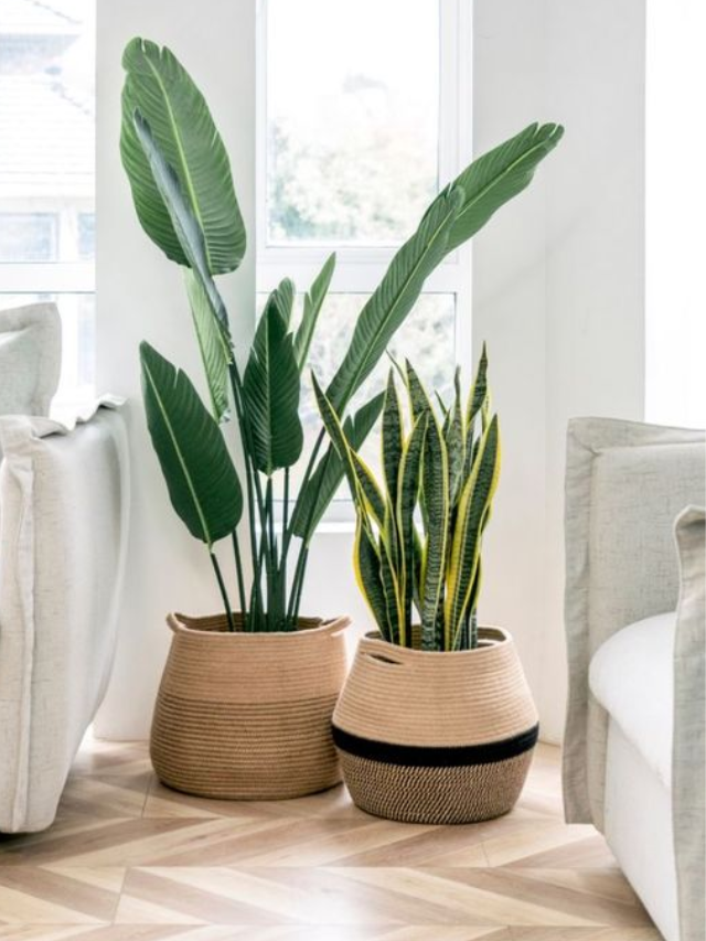 Dicas para cultivar plantas em vasos em ambientes fechados!