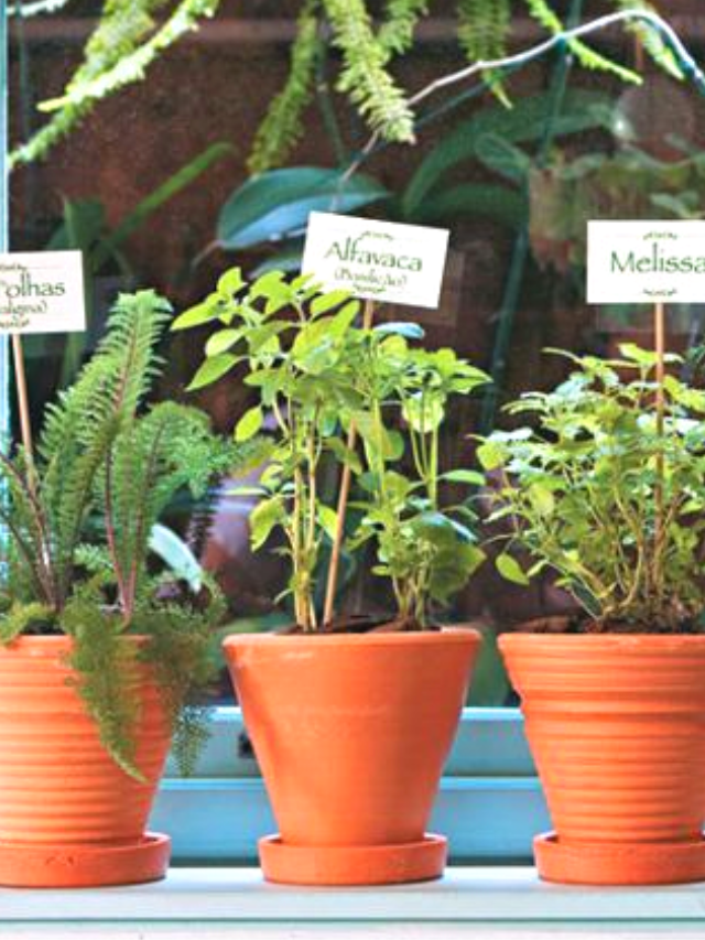 Jardinagem medicinal: como cultivar plantas medicinais!