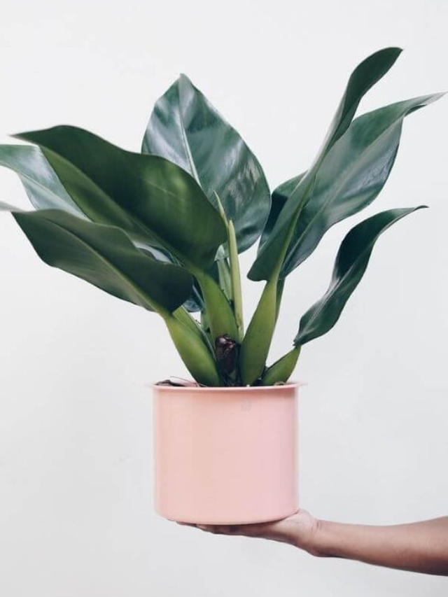 5 Plantas fáceis de cultivar para iniciantes!