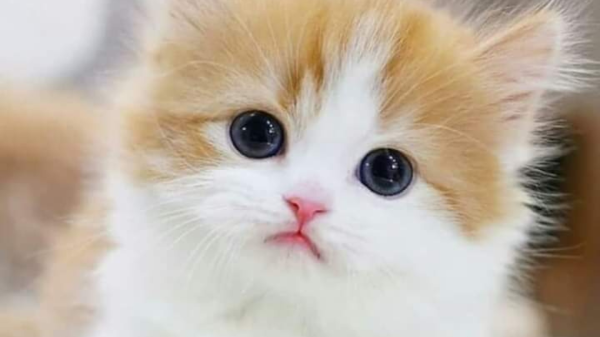 Nomes Fofos: 451 opções variadas para gatos, cachorros, personagens etc. 4 Gatinho filhote