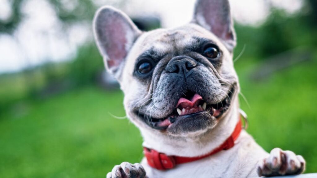 Como Escolher um Bom Estabelecimento para Cuidados com Animais na Sua Cidade 1 Cachorro feliz.